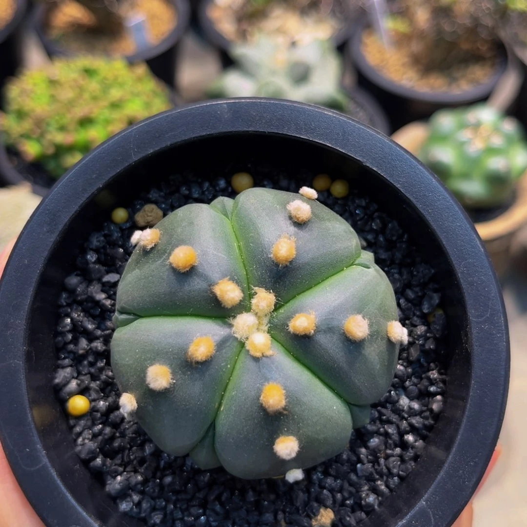 五大瓣腹棱海星兜