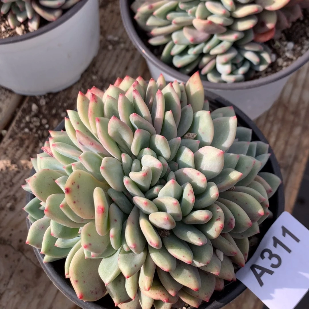 *️**A311售后范围：签收起7天内，录开箱视频