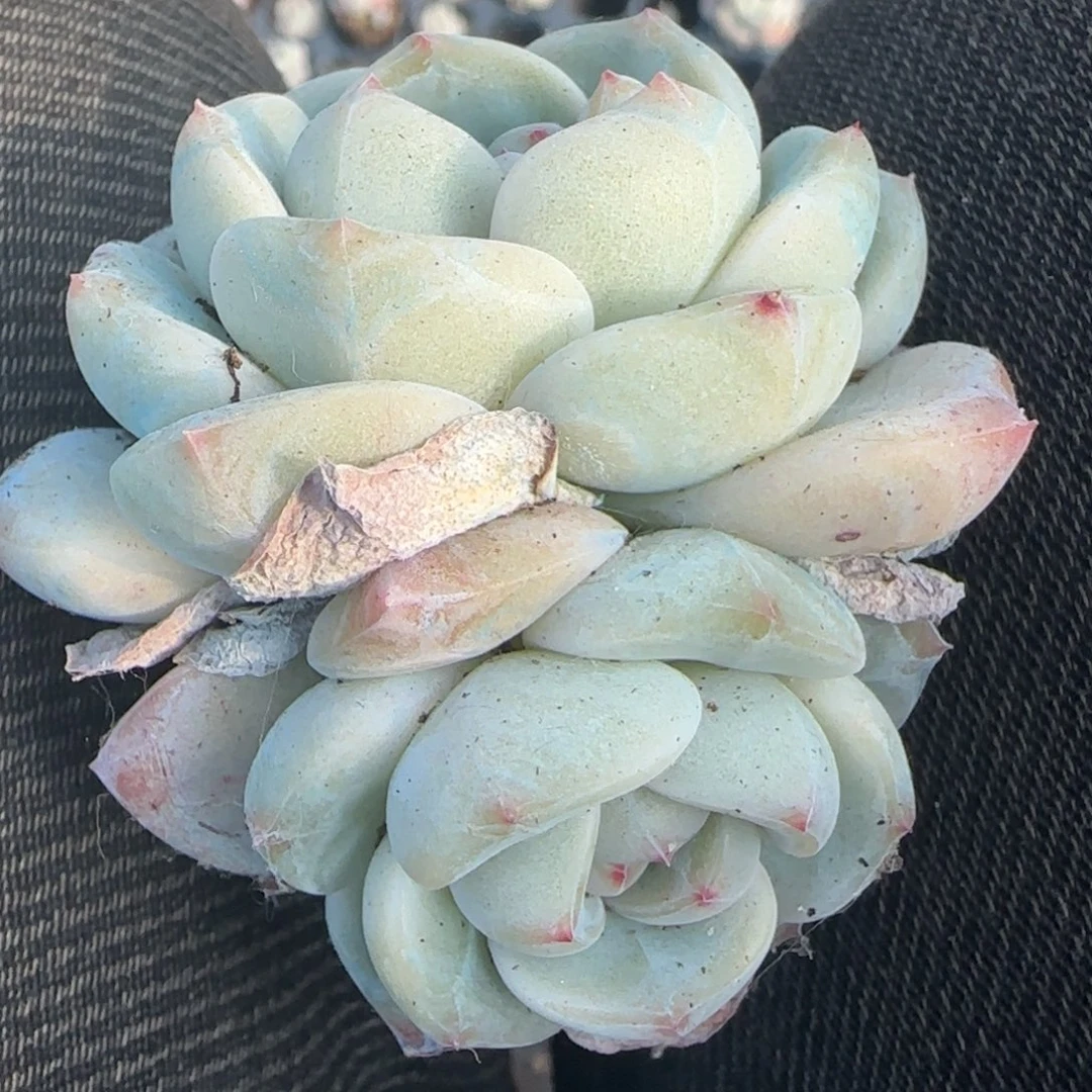 多肉小卡拉米糖心一物一拍