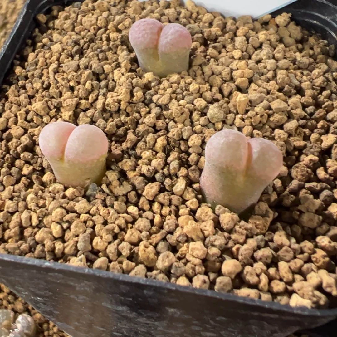 28-55量拍鲑鱼粉风铃一颗