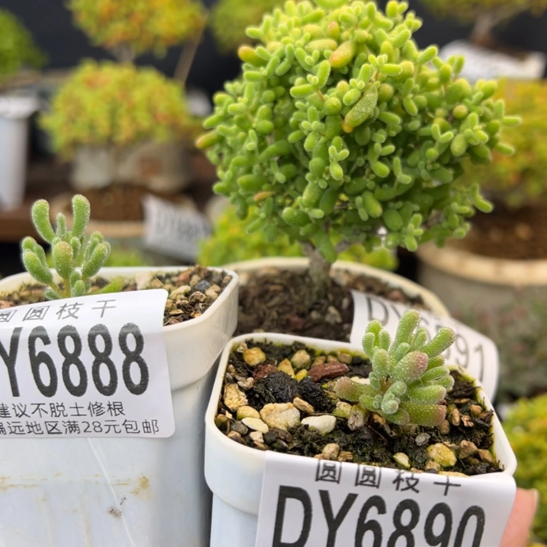 【闪购商品】⭐dy6888/90实生冰晶金桔糖球不含盆