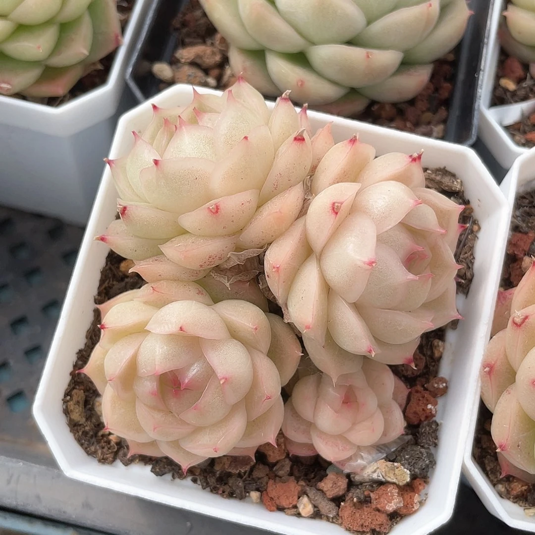 优选麦秆福利9113