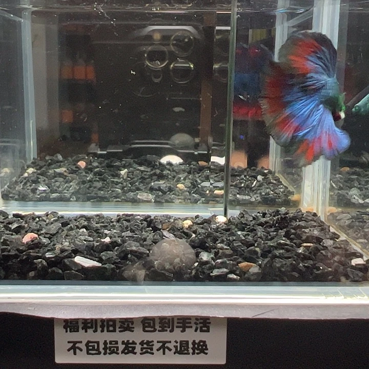 斗鱼竞拍跑单拉黑26日91