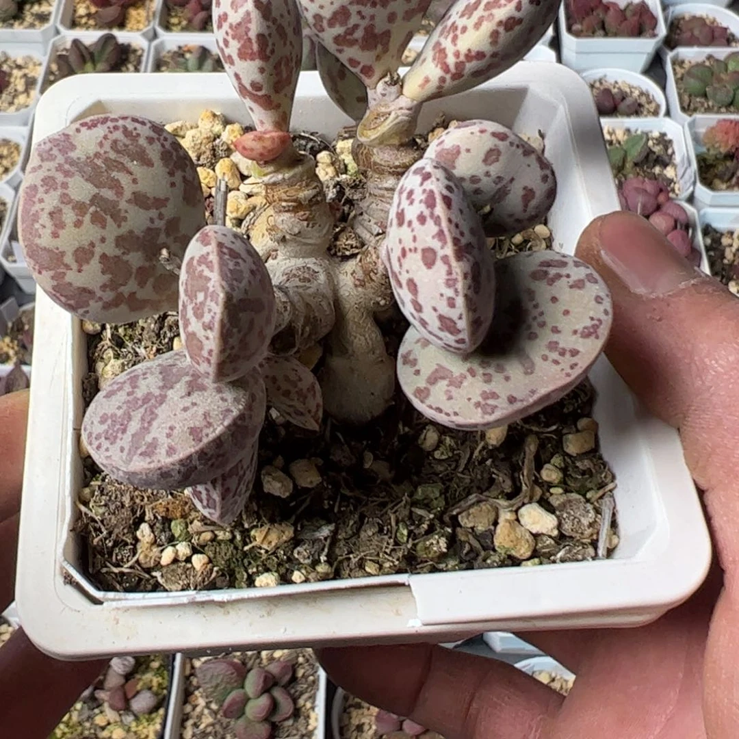 普*门超大花蛋10方满盆多肉植物，