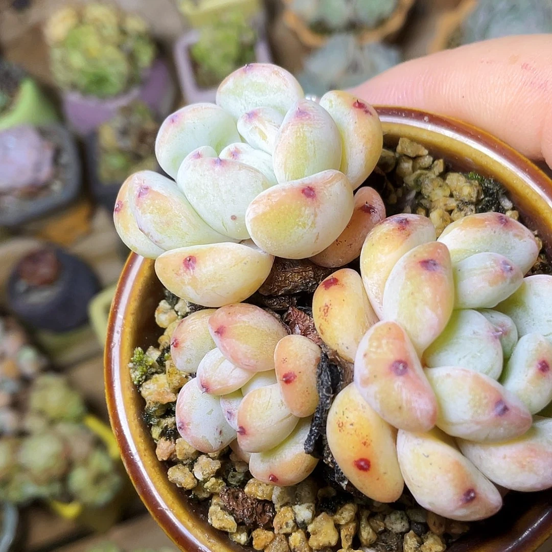 浅***爱多肉植物的生长发育和生长