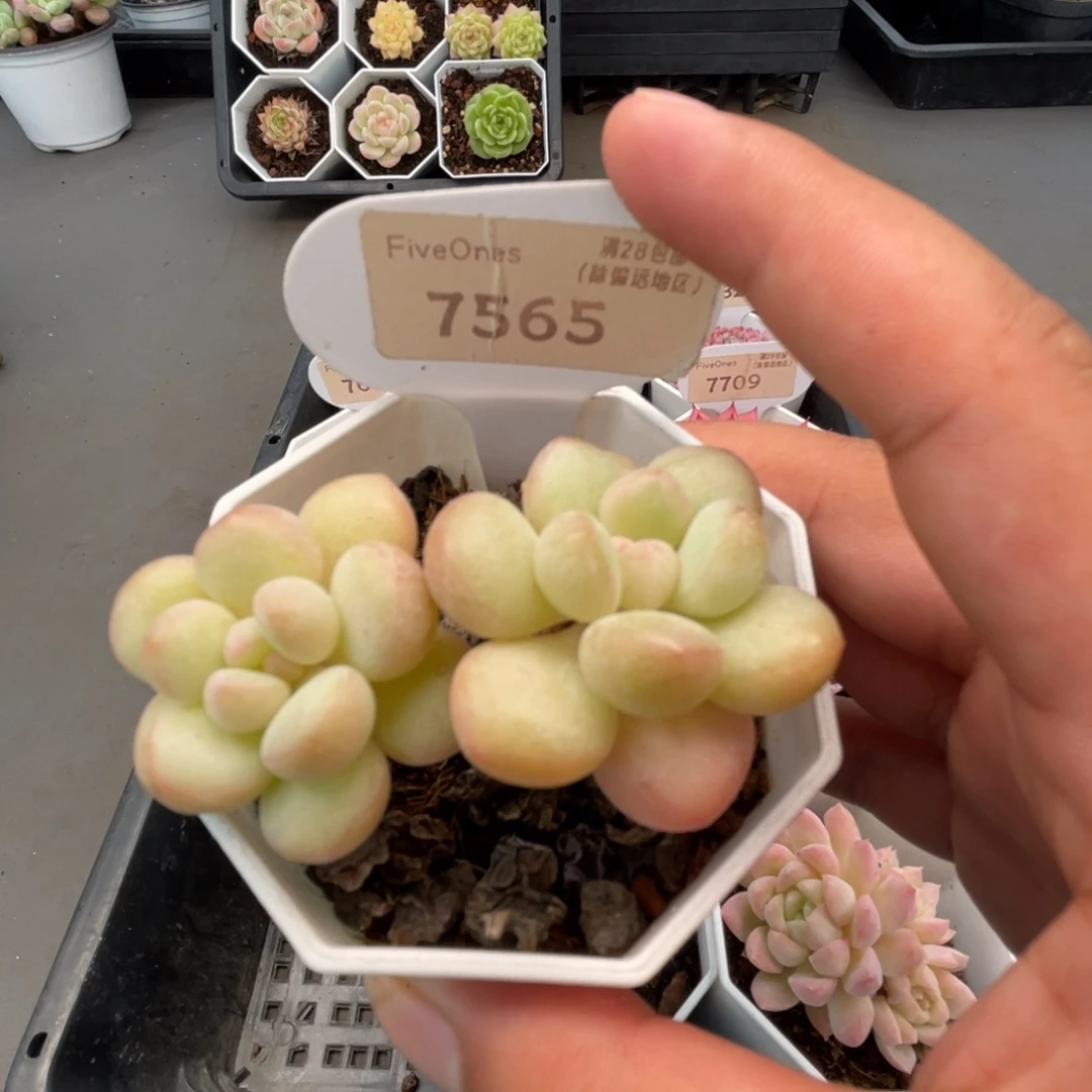 7565泡泡糖4.0厘米