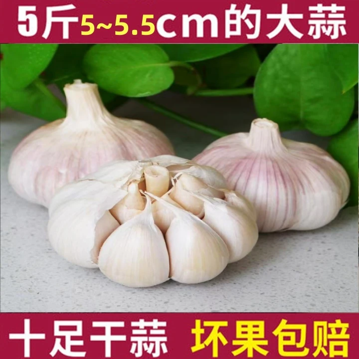 新干蒜大果紫白皮大蒜分瓣蒜干蒜炒菜香味十足产地源头直发