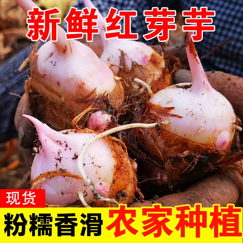 新鲜现挖带泥红芽芋艿粉糯香甜小芋头农家农产品红芽芋儿宝宝辅食