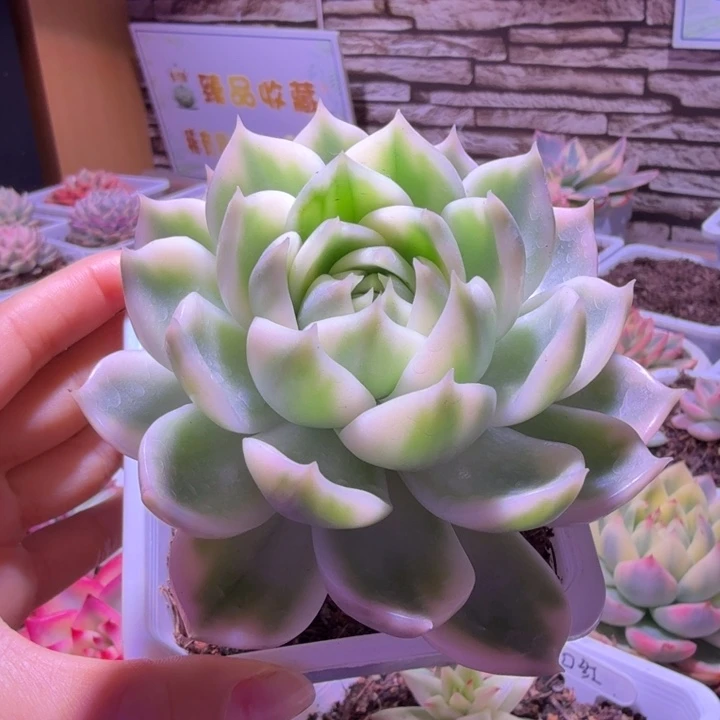 狐仙东云锦多肉植物