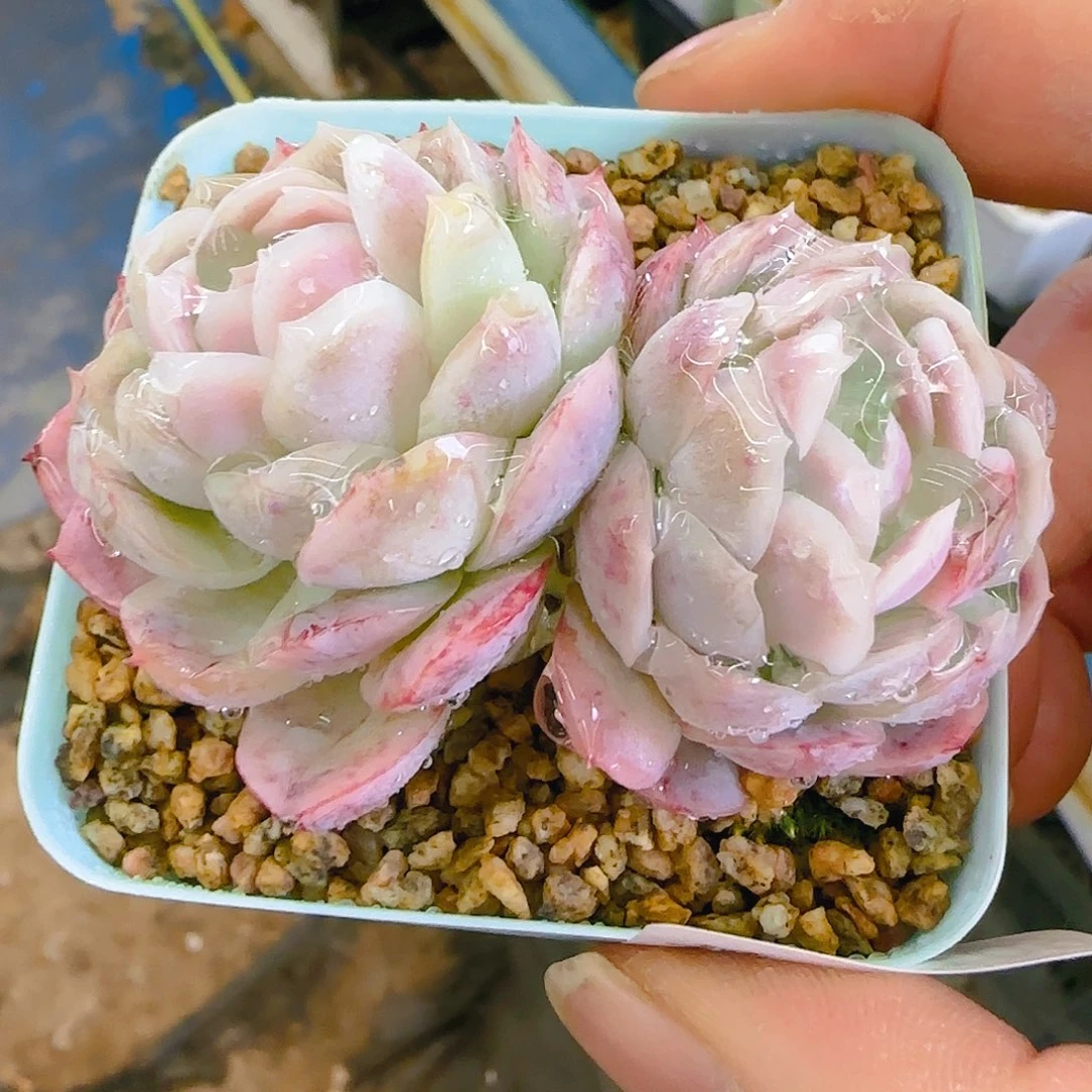 仙农月影，109、仙农出品