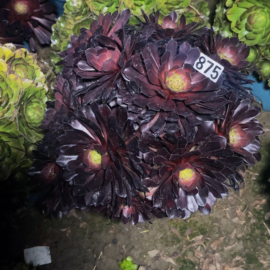 法师法师14/6包邮法师