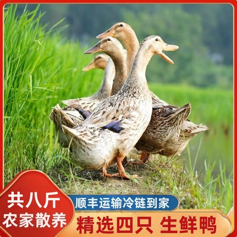 四只散养土鸭麻鸭自然生长煲汤红烧鸭无掌无翅无内脏