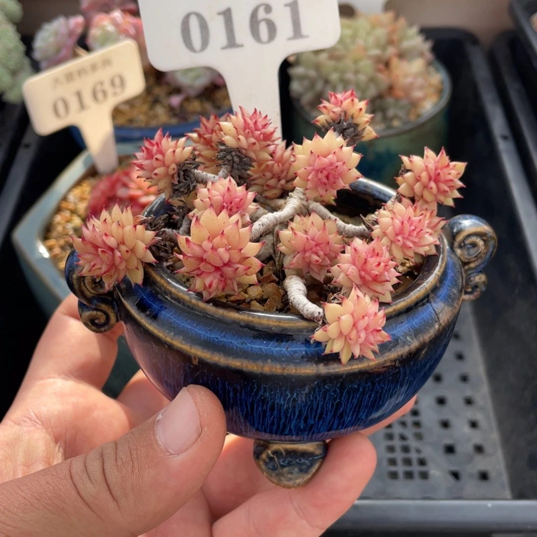 0161不认识不带盆10厘米