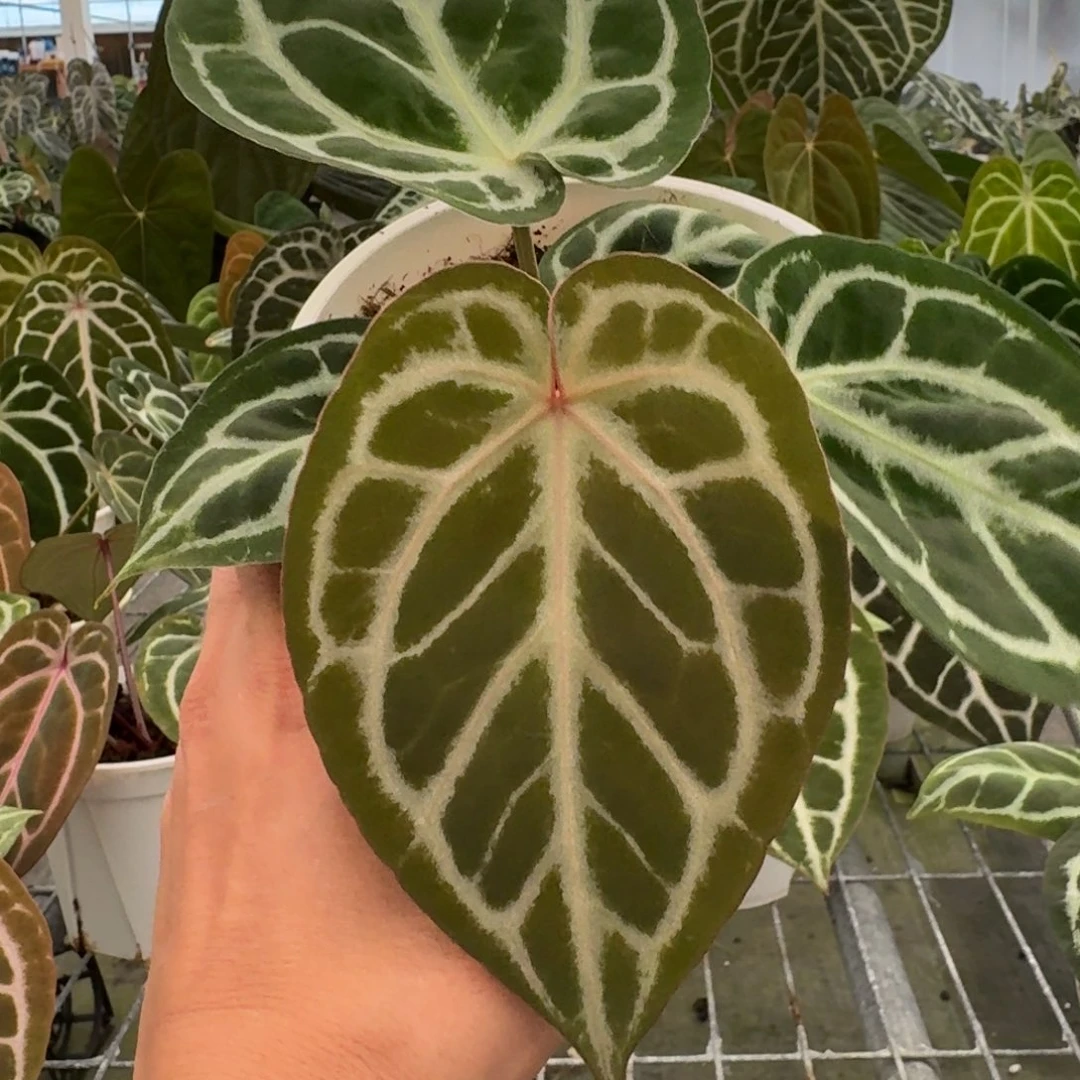 不开花植物Skg银红 F2