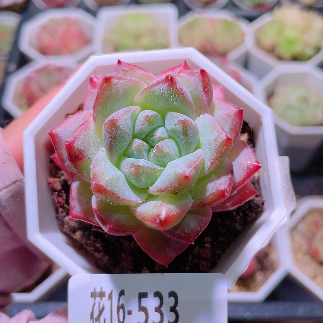 花利美16-533粉钻