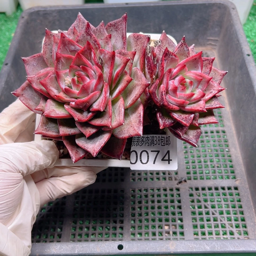 多肉一物＿拍植物0074