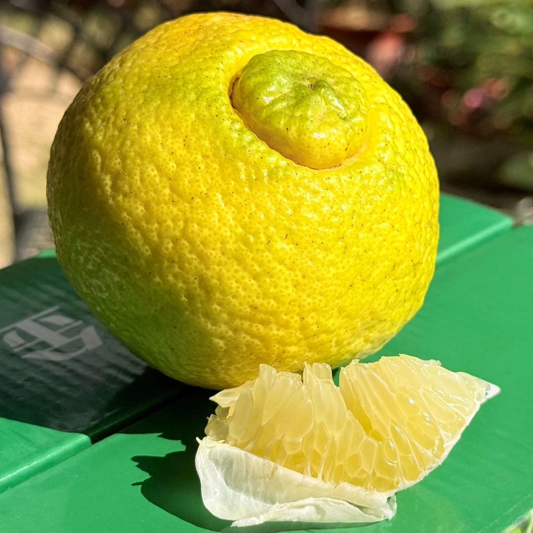湖南新鲜黄金贡柚清甜多汁