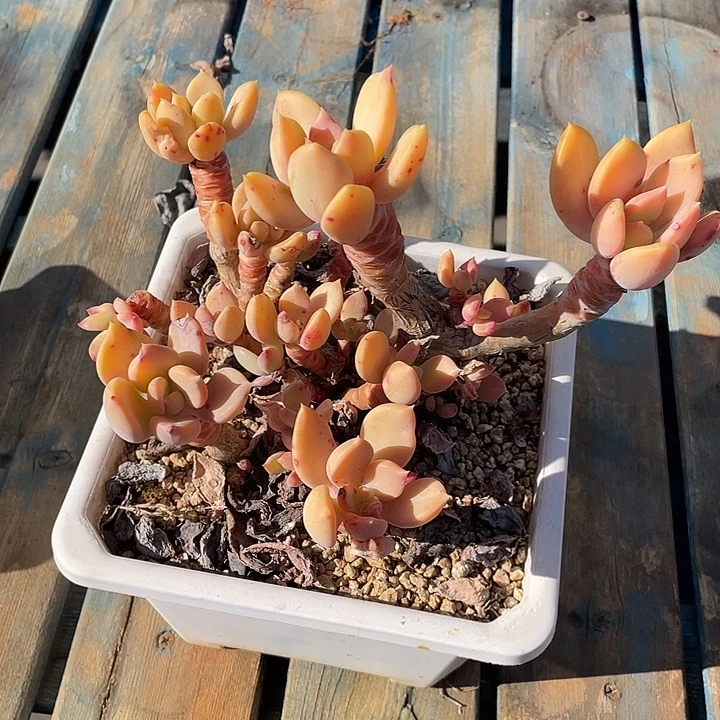 128 多肉不带盆土20包邮发货