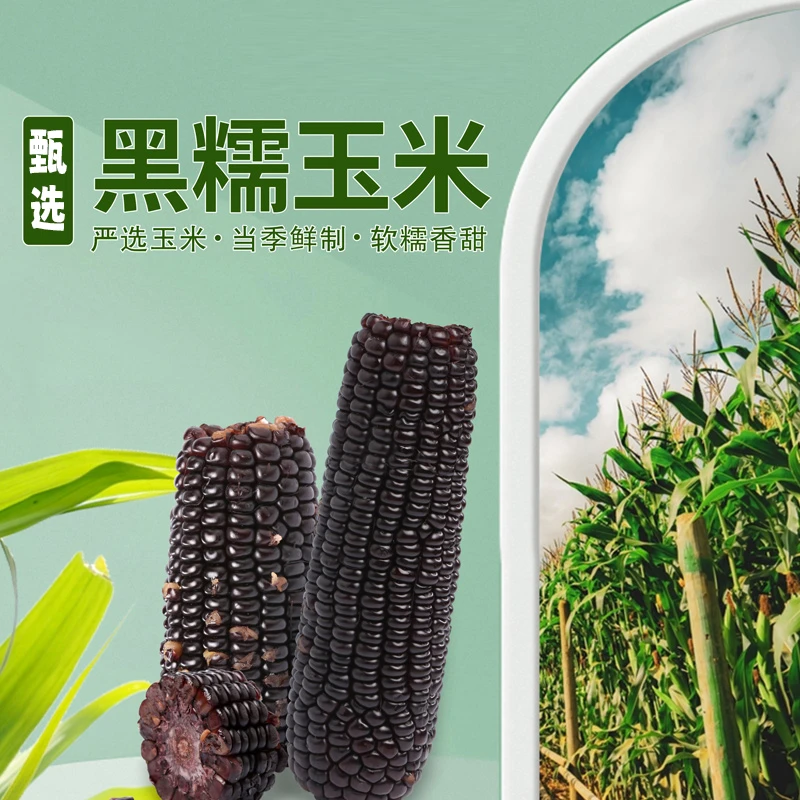 天地粮人黑糯玉米  东北黑玉米  甜糯 低脂 真空装