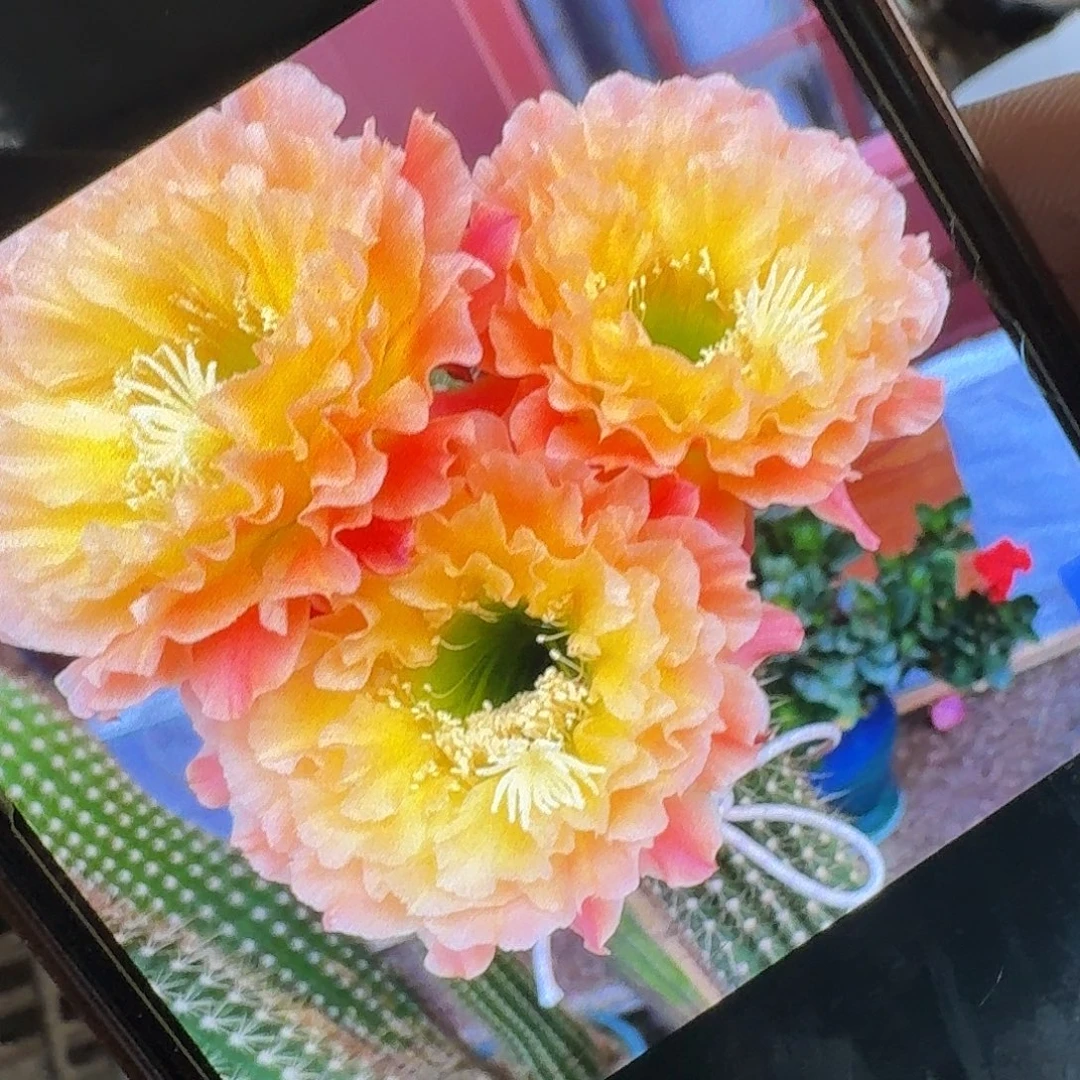 倾城之恋侧芽5公分左右毛花柱