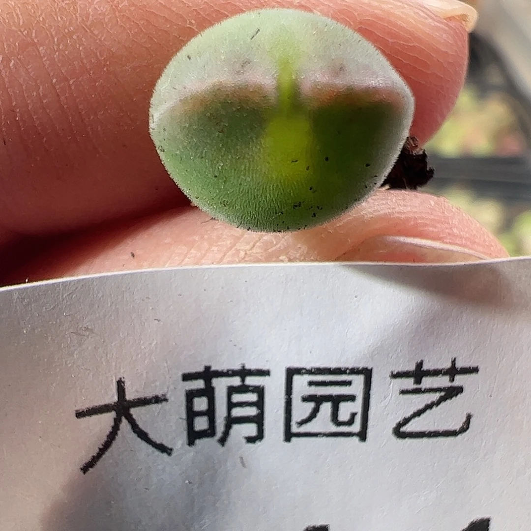 一物一拍。     141