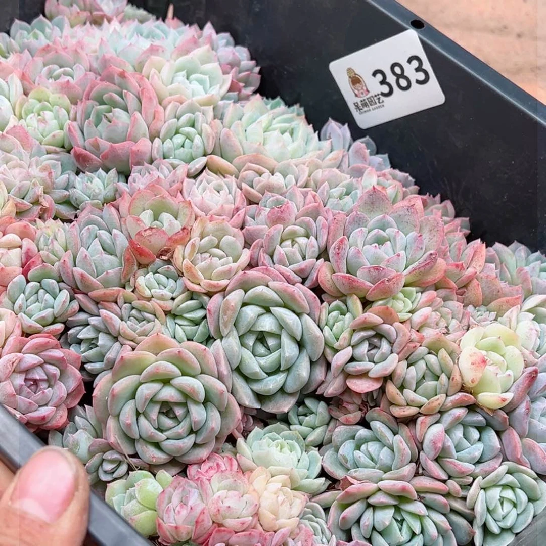 夏**颜多肉植物多肉植物