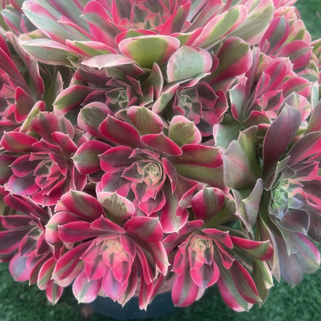 420，布加蒂多肉植物法师