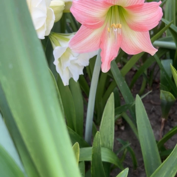 杂交剪花件发货   0414