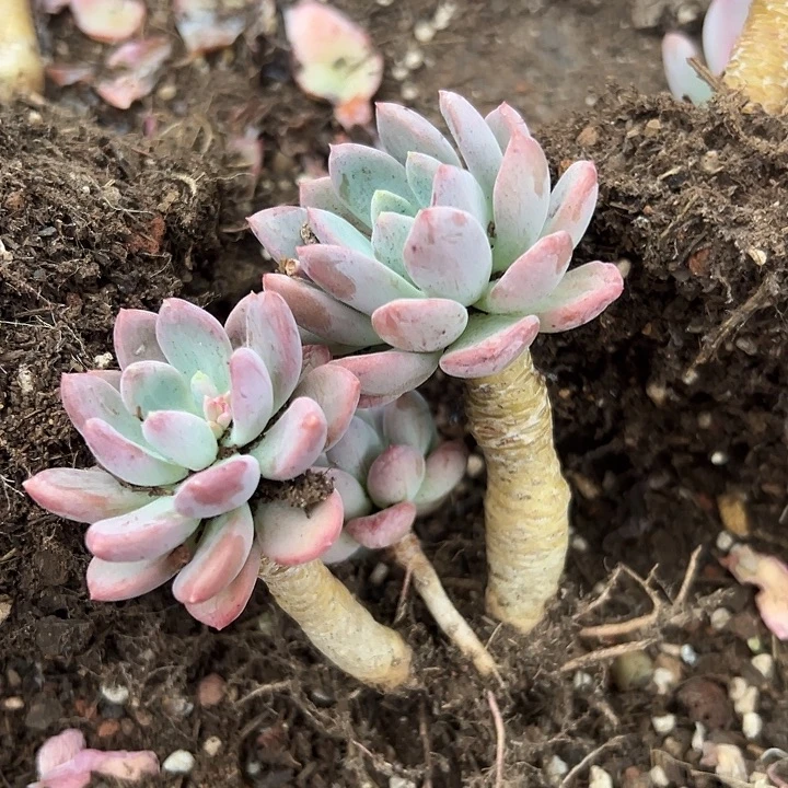 无花朵玛瑙老桩。