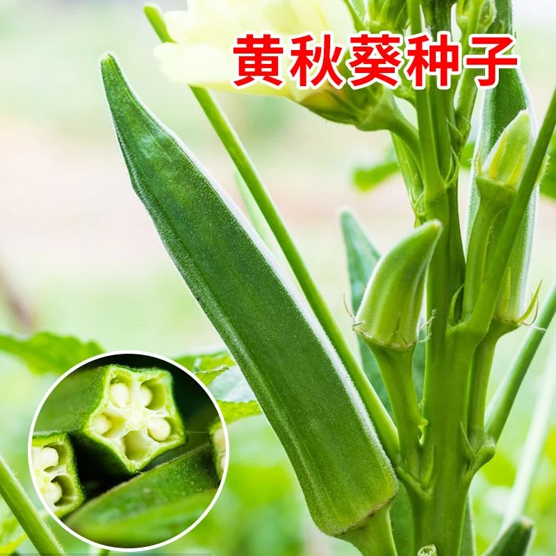 黄秋葵种子草莓蔬菜春秋季四季可种阳台家庭庭院种植蔬菜种子春季