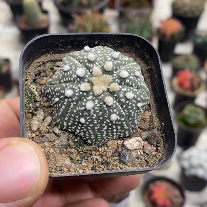 实生海星兜特价福利