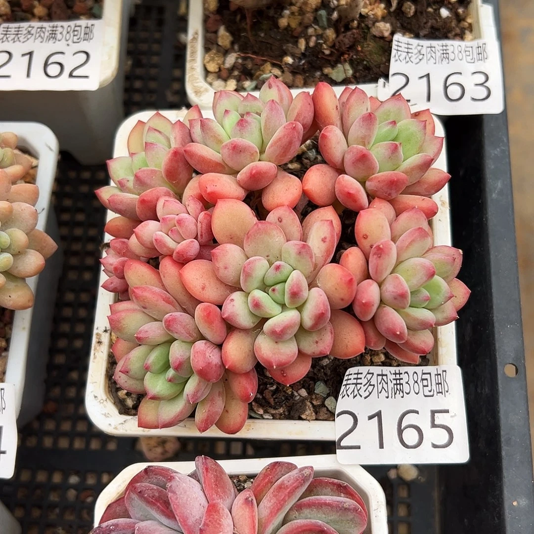 手棒花葡葡多肉一物一拍2165