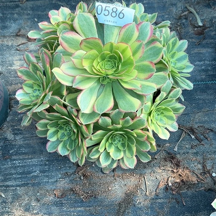 0586奶白多肉植物