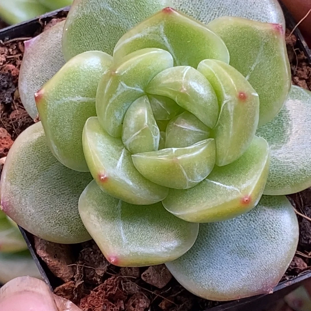 天官赐福百无禁忌