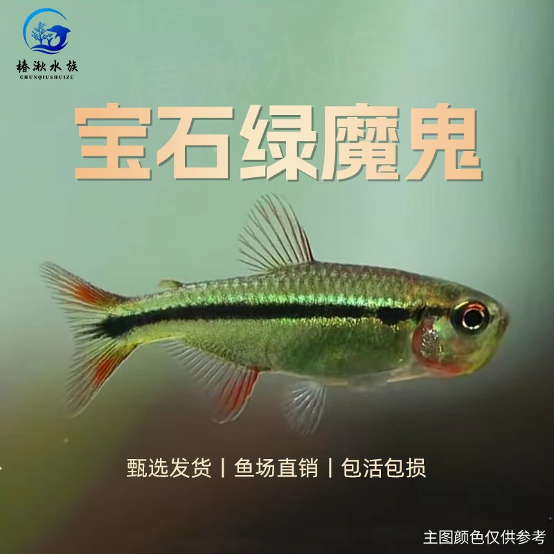 【椿湫水族】宝石绿魔鬼灯鱼