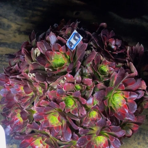 荷兰玫瑰锦多肉植物50多肉