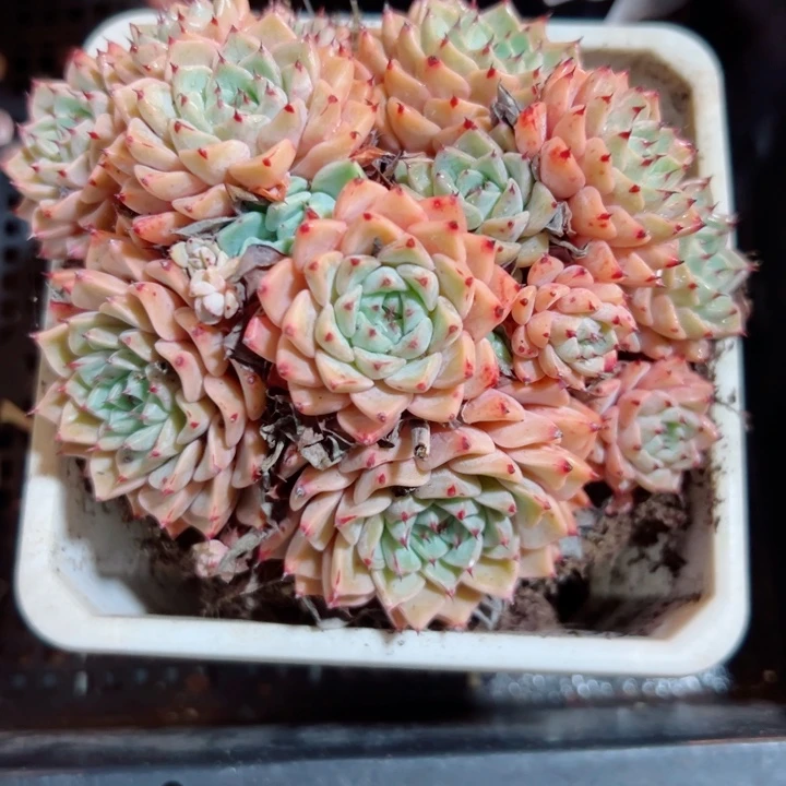 幸运的是我还没遇到过