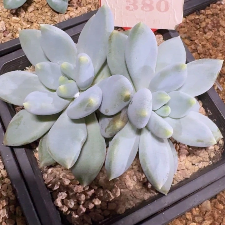 海豚体哥特萝莉380多肉植物一物一拍