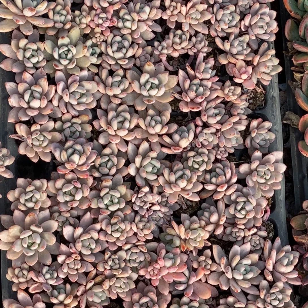 星星雪满十元包邮非偏远