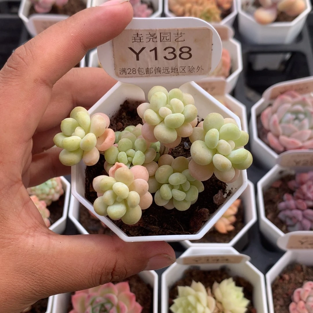 0138鱼子酱5.0厘米