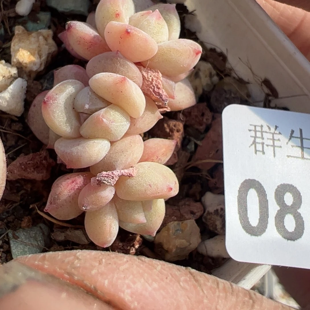 小卡拉米糖心一物一拍8-130