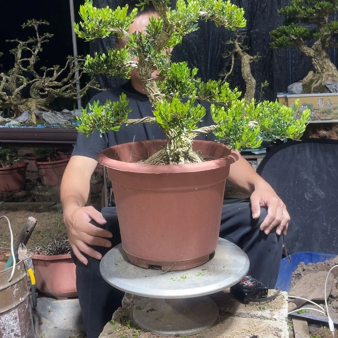 当前无花栽培后可以开花