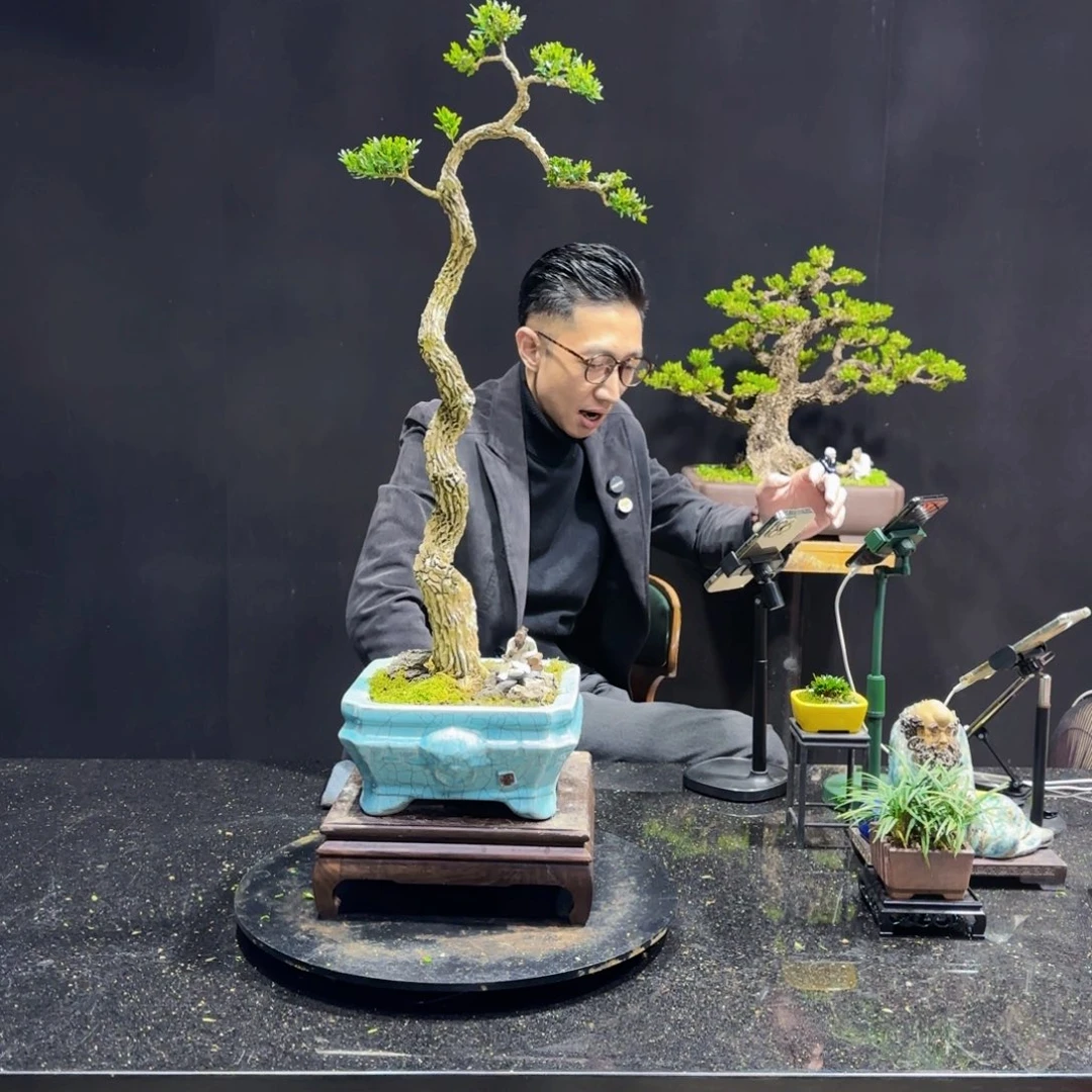 锦****忠黄杨室内室外盆景艺术