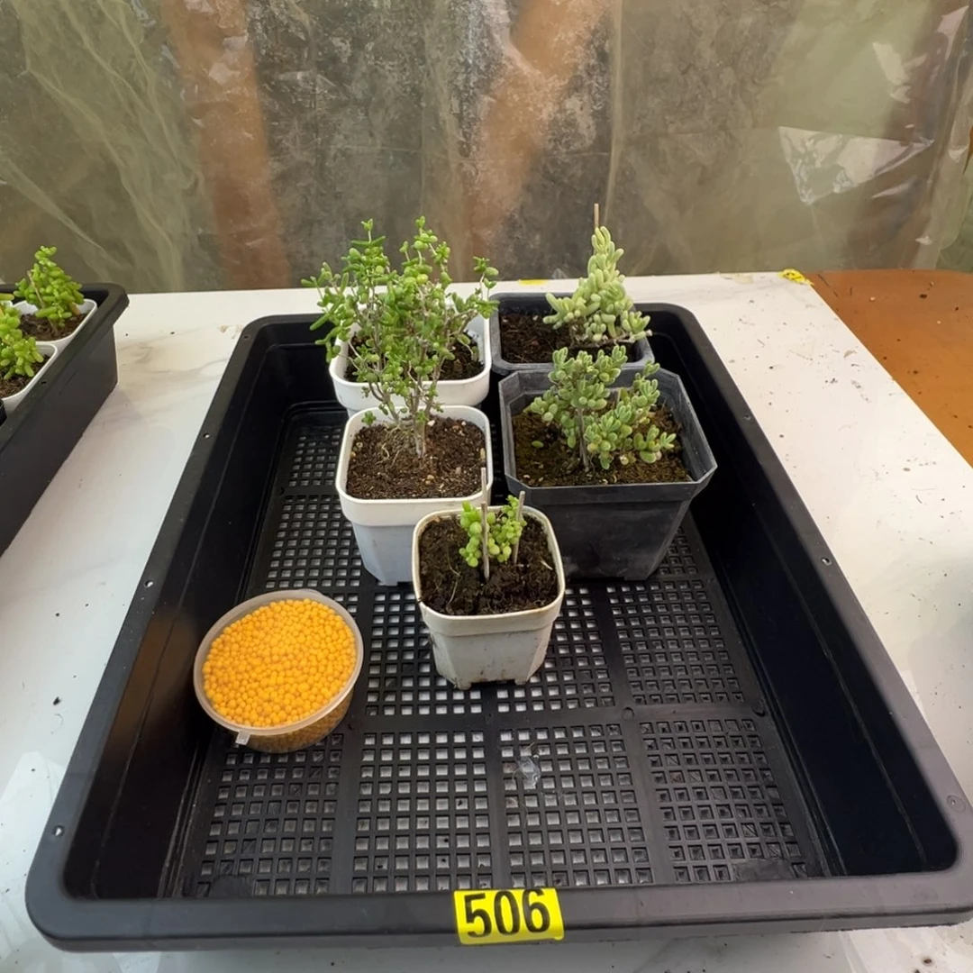 枝干番杏多肉植物506