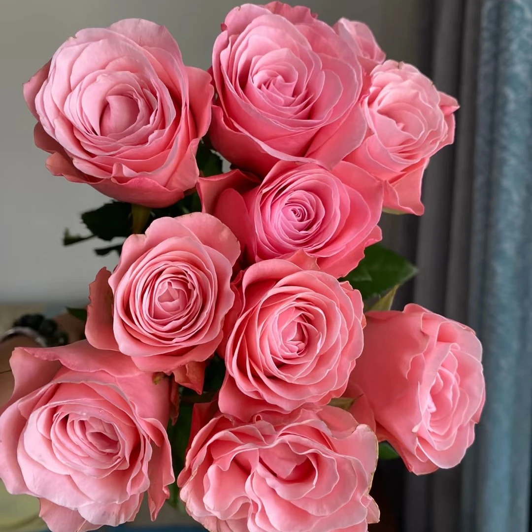 【香羿鲜花】和弦玫瑰一扎10支/全场任意满两单及以上包邮