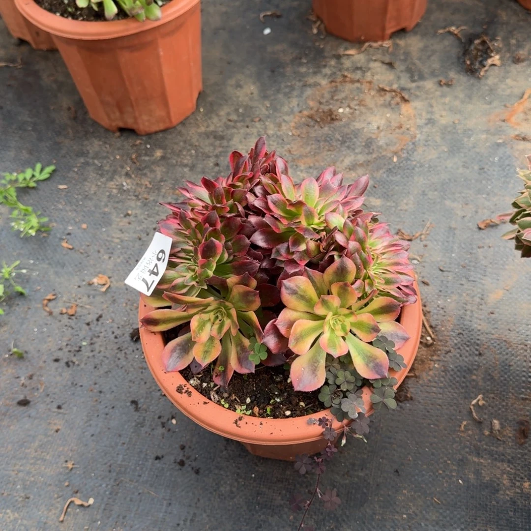 647洛神缀化多肉植物满28包邮