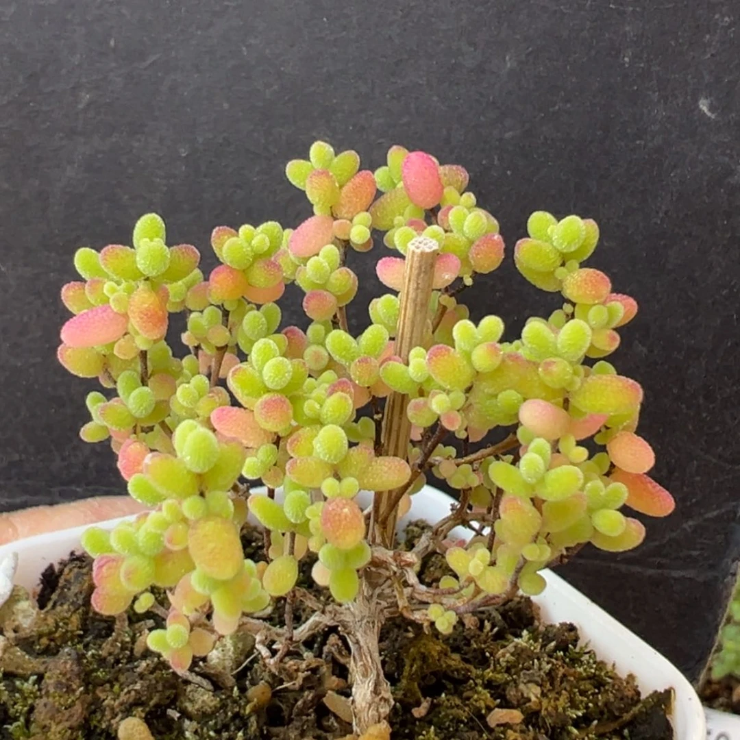 【闪购商品】dy6598精控小蜜橘冠幅4cm双十一