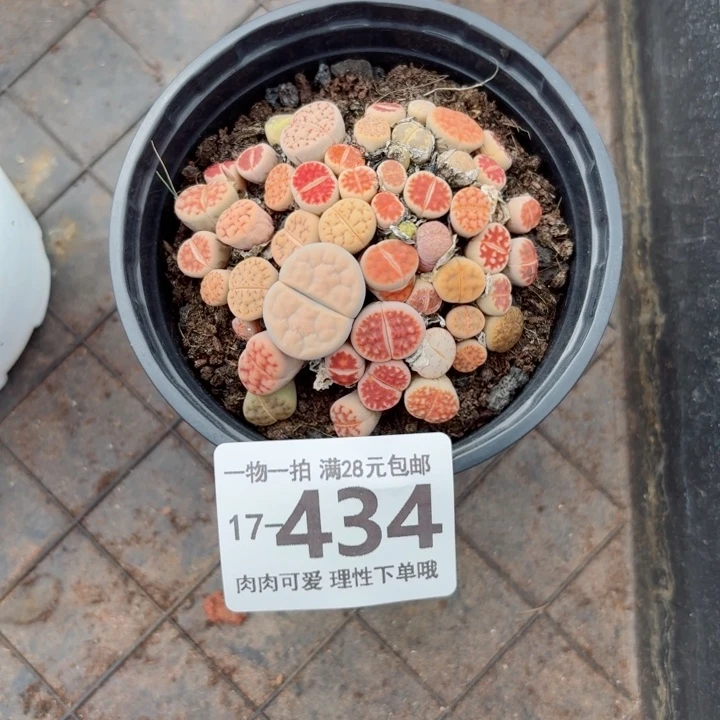 生石花无盆土发货多肉多