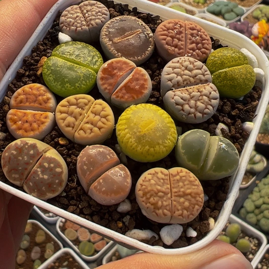 251多肉植物种类多样