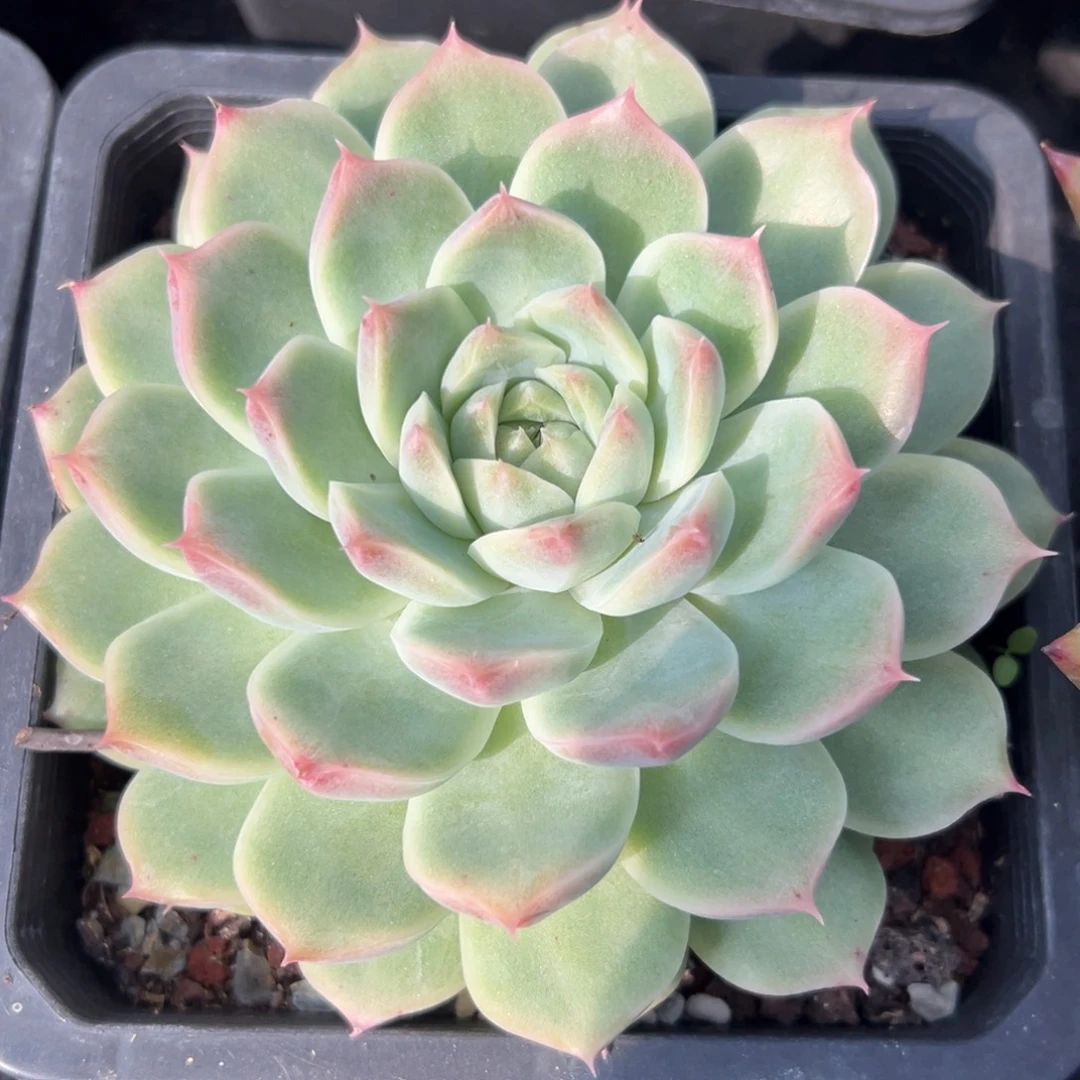 一物一拍（77号）满38包邮偏远满200包邮，不够包邮发叶片